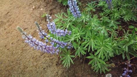 moving out shot of a lupine bush with dew resting on its leaves growing on the side of a popular hiking trail in wyoming