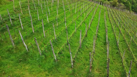 slow drone flight passes over rows of organic grapevines, revealing hillside vitis vinifera cultivation in the alpine landscape near castel roncolo, renon, trentino-alto adige.