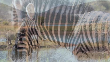 animation of zebras over elephants on savanna