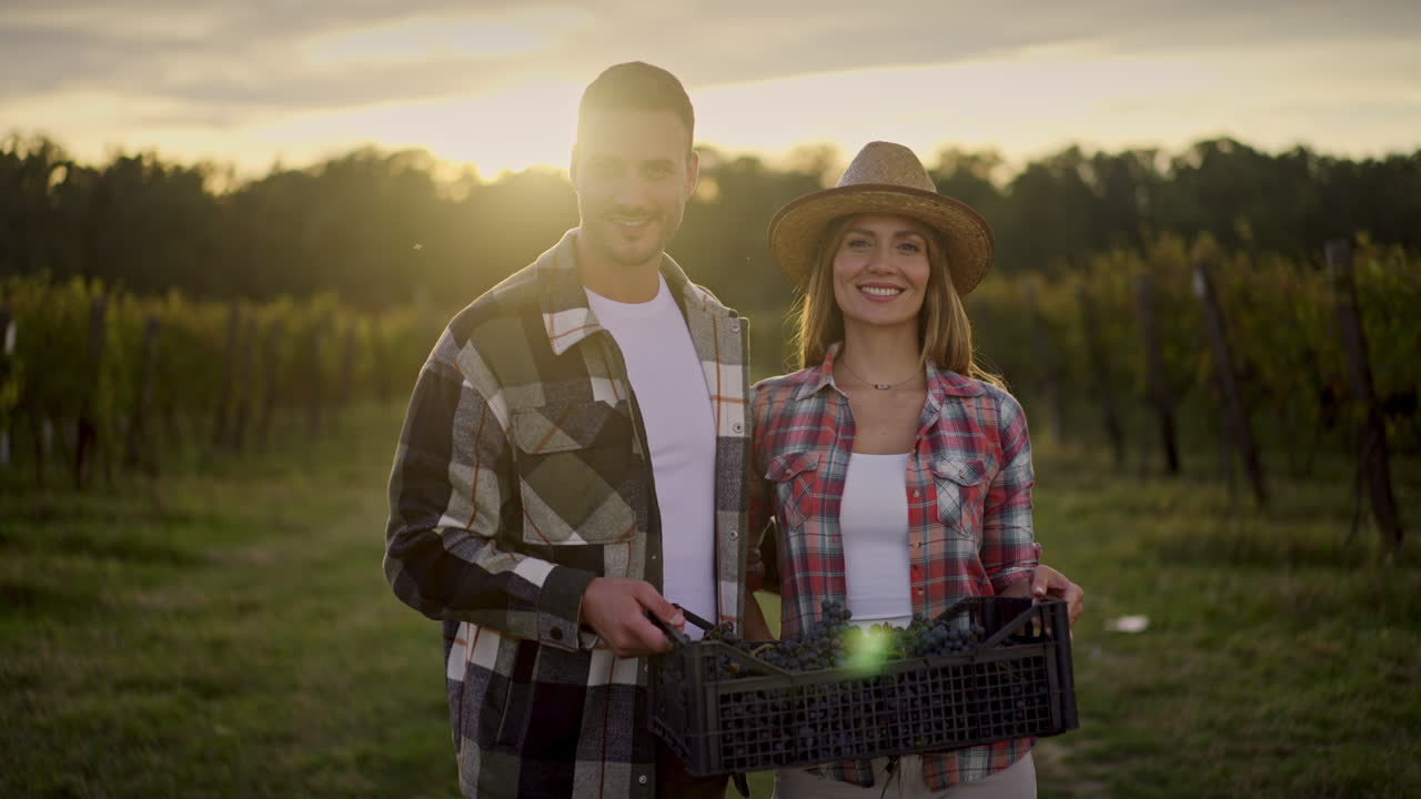 pareja cosechando uvas en el viñedo