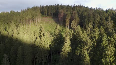 Areas-of-deforestation-in-German-forest