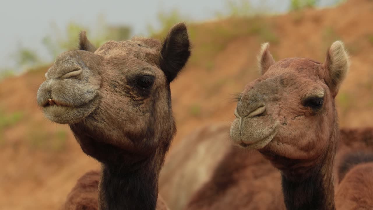 camellos en la feria de pushkar, también llamada feria de camellos de pushkar o localmente como kartik mela es una feria anual de varios días de ganado y cultural que se celebra en la ciudad de pushkar, rajasthan, india.