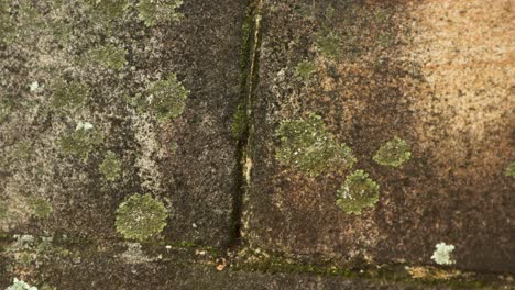 hormigas moviéndose en la pared de piedra con musgo