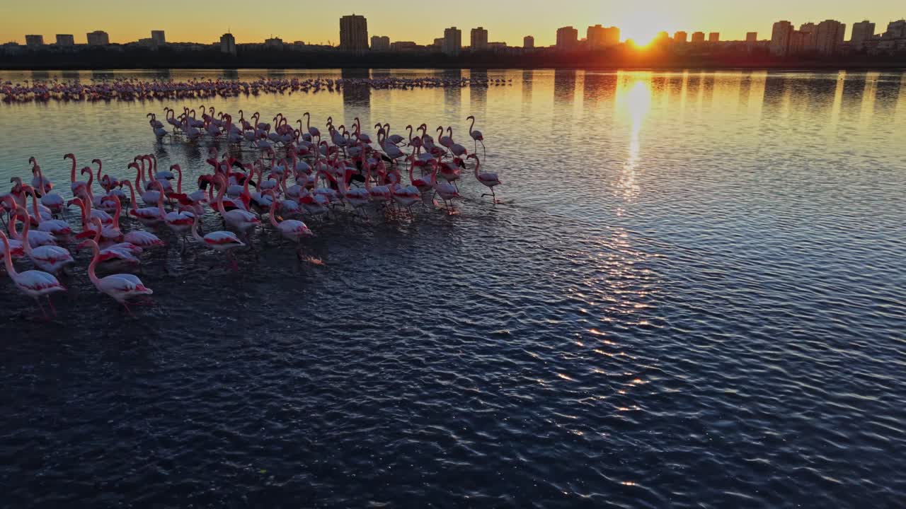 Flamingos gather at sunset near the water in a city landscape