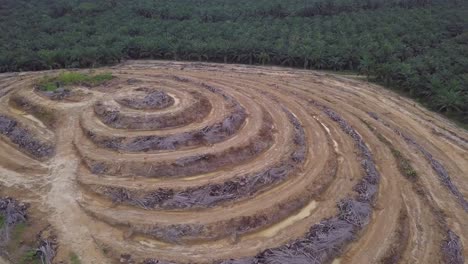 vista aérea de palmeras de aceite muertas en una pequeña colina en malasia.