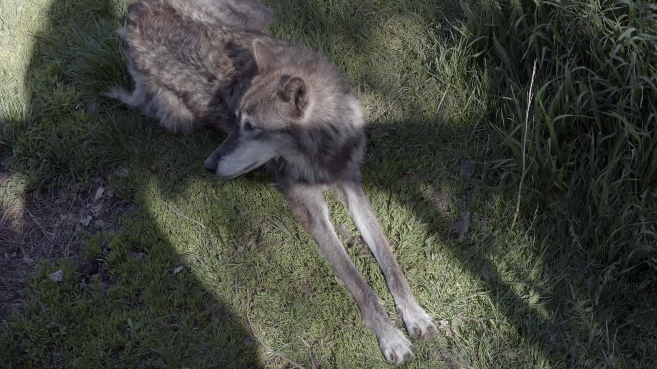 Alaskan Tundra Wolf relaxing in the shade