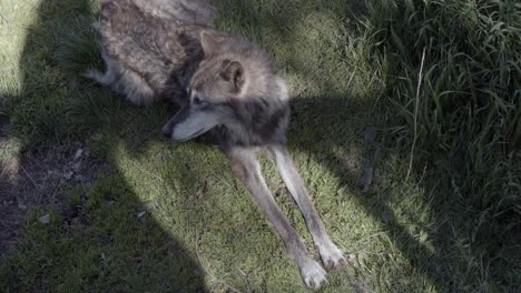 alaskan tundra wolf relaxing in the shade