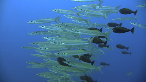 escuela de barracuda de cola amarilla en agua azul acompañada por algunos peces cirujanos, fotografiada durante el día con buena visibilidad