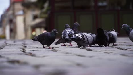 Group-of-pigeons-peck-on-the-pavement,-close-up