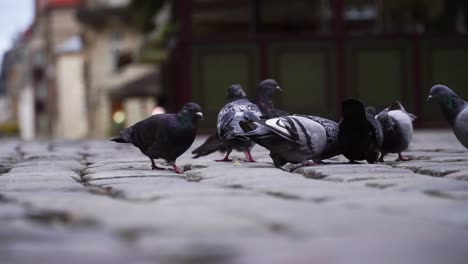 group of pigeons peck on the pavement, close up