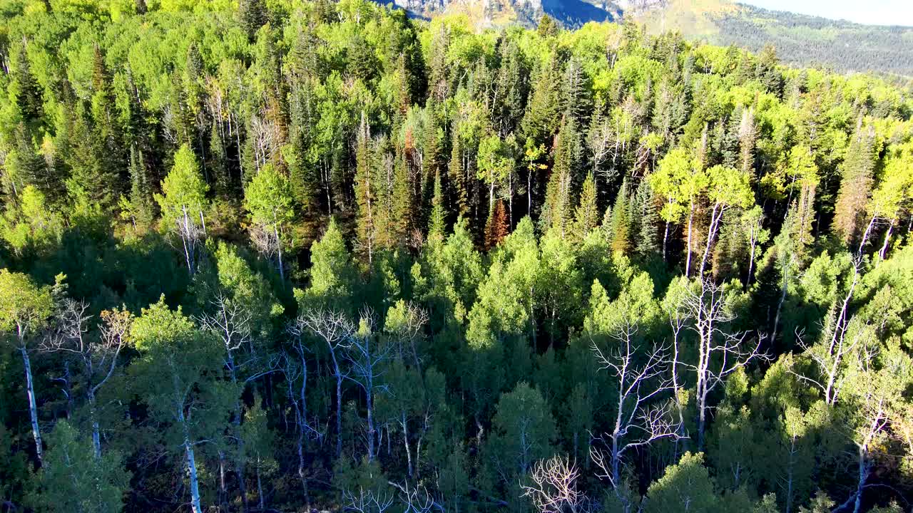 Looking down at pine trees then tilt up aerial view to a reveal golden aspen grove on the mountain slope