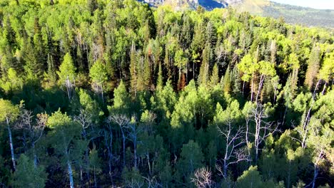 Looking-down-at-pine-trees-then-tilt-up-aerial-view-to-a-reveal-golden-aspen-grove-on-the-mountain-slope