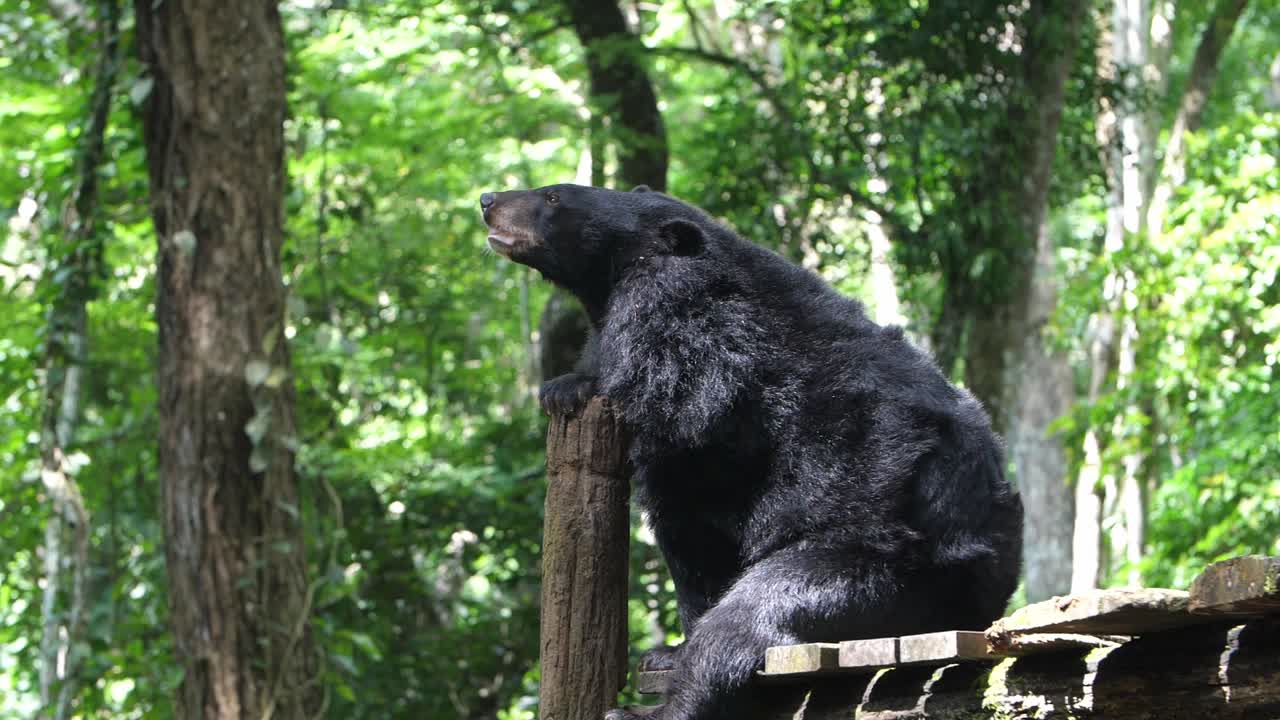 oso negro en un bosque