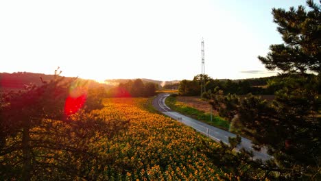 impresionantes imágenes de drones de 4k de una hermosa puesta de sol sobre un gran campo de girasol dorado en el campo