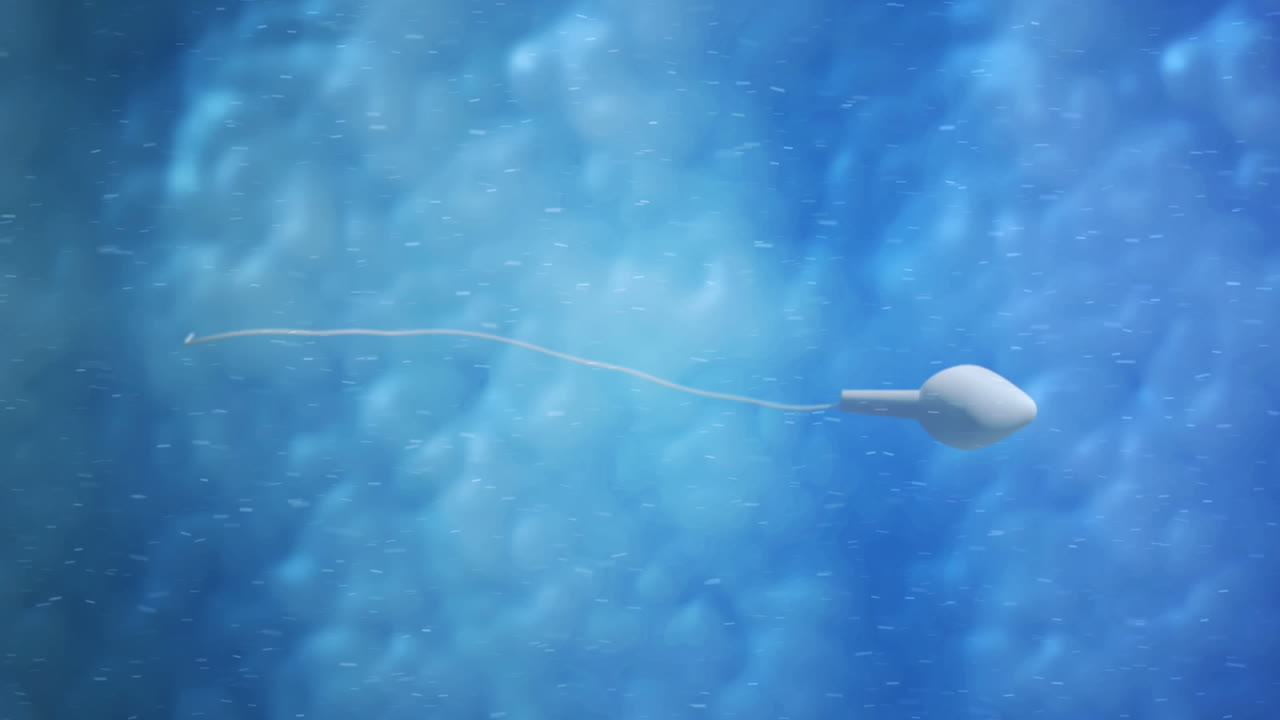 un óvulo en movimiento siendo fertilizado por espermatozoides