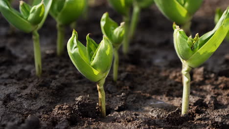 young seedlings sprouting from soil