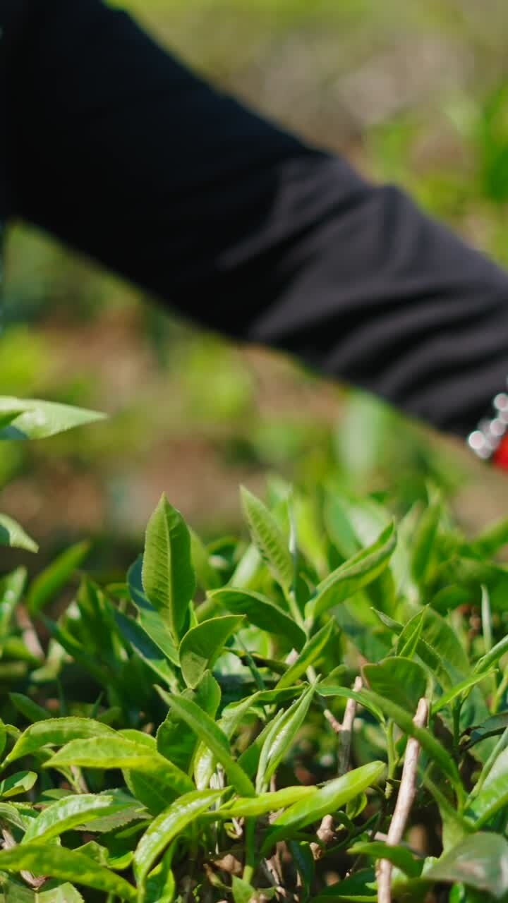 Harvesting Tea Leaves