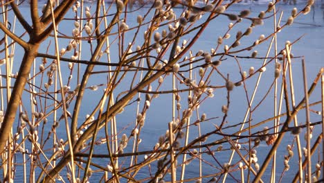 Konzept-Der-Vorfrühlingssaison,-Weidenkätzchen-In-Blüte-Auf-Blauem-Eishintergrund