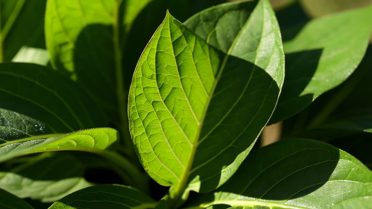 vista de cerca de las hojas verdes vibrantes