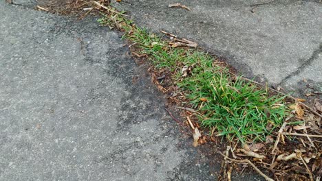 high angle view of patch of grass growing on street pathway, handheld, day