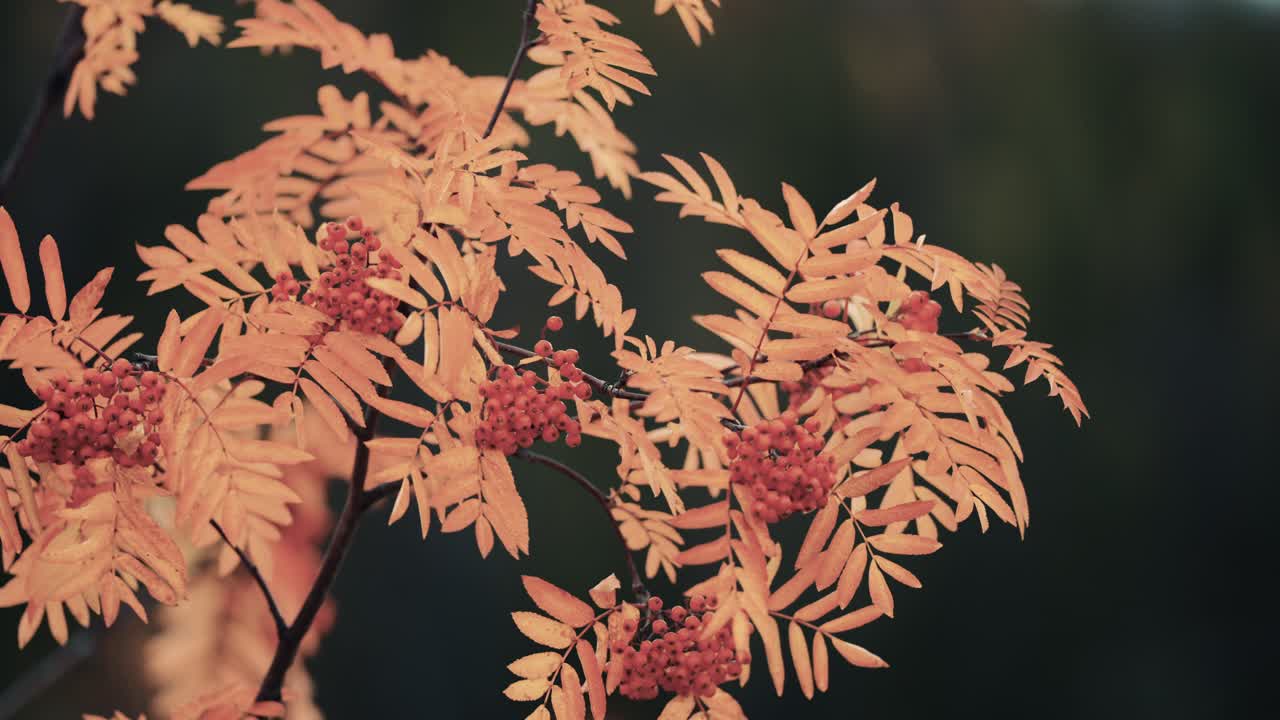un primer plano del árbol de serbal en el fondo oscuro