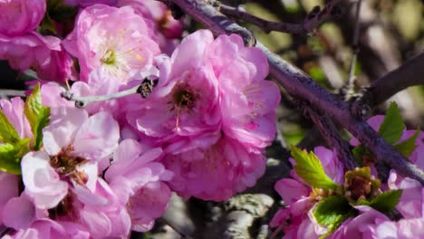 China-Teerosenblüten-Mit-Honigbienen