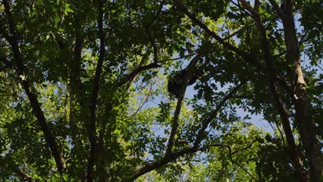 Schwarzbär,-Der-In-Bäumen-Im-Wald-Klettert