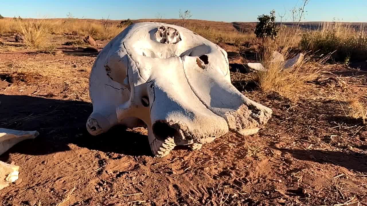 viejo cráneo de elefante manchado de blanco por los años de exposición al sol, destacando la importancia de la conservación y protección de los elefantes africanos contra el comercio ilegal de marfil