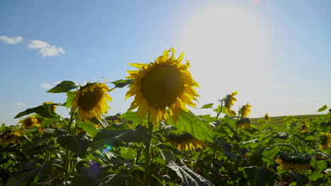 Primer-Plano-De-Girasol-En-Un-Día-Soleado-Y-Ventoso-En-Cámara-Lenta