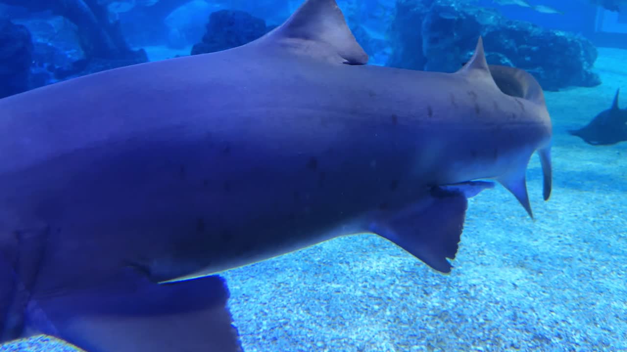 A shark swims in a blue-lit aquarium, swimming near smaller fish in a captivating underwater scene