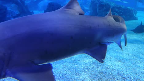 a shark swims in a blue-lit aquarium, swimming near smaller fish in a captivating underwater scene