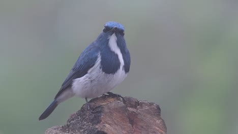 El-Papamoscas-Ultramarino,-También-Conocido-Como-El-Papamoscas-Azul-De-Ceja-Blanca,-Un-Migrante-De-Invierno-A-Tailandia,-Es-Muy-Amigable-Con-La-Gente