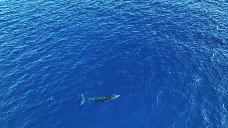 aerial view of a humpback whale taking a deep breath before diving underwater