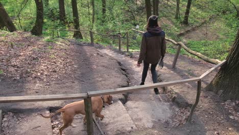 hiker girl and her pet dog go down the stairs in beautiful spring forest park