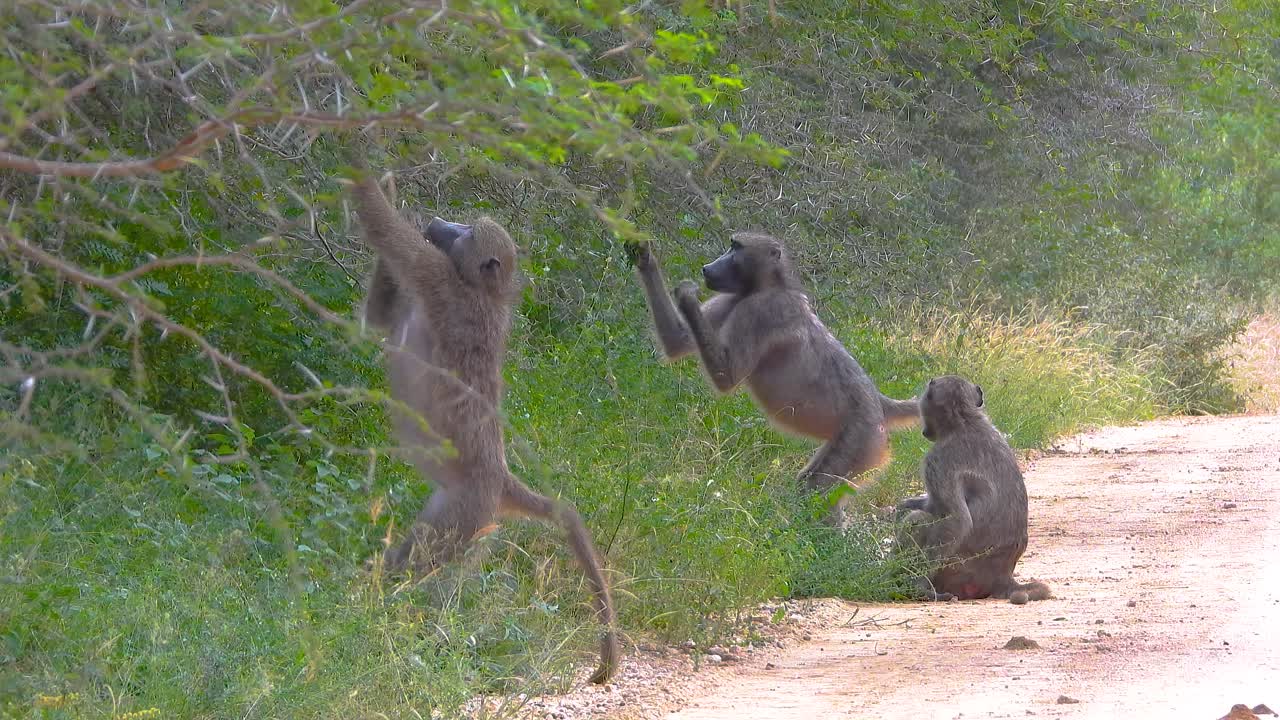 chacma cabo babuino primate vida silvestre animal que come bayas áfrica del sur parque nacional kruger
