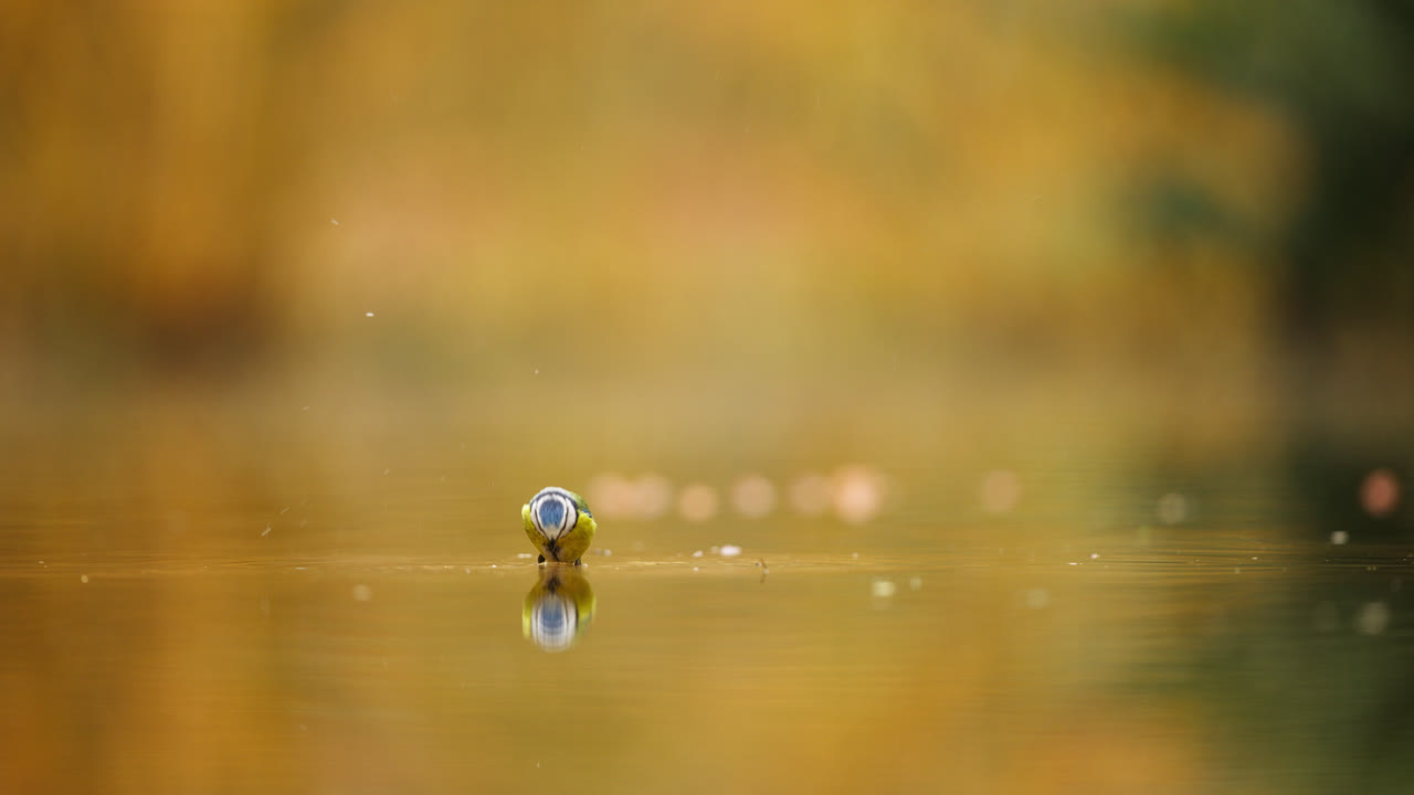 pájaros azules bañándose y volando en el bosque de otoño