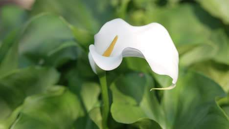 Die-Sommerbrise-Streichelt-Eine-Hypnotisierende-Weiße-Calla-Lilie,-Während-Sie-Sich-Sanft-In-Einem-Meer-Aus-üppigem-Grünem-Laub-Bewegt