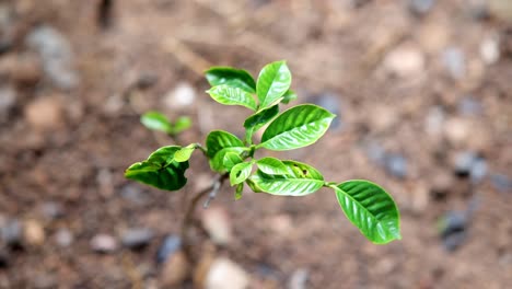 close up view of an exotic green and wild coffee plant in the forest.
