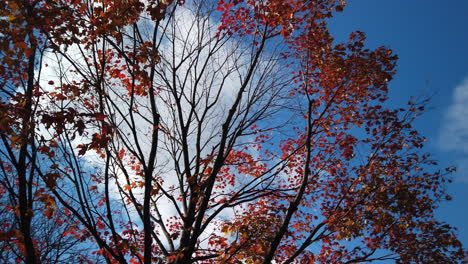 wide panning shot looking up at a red maple tree against the blue sky