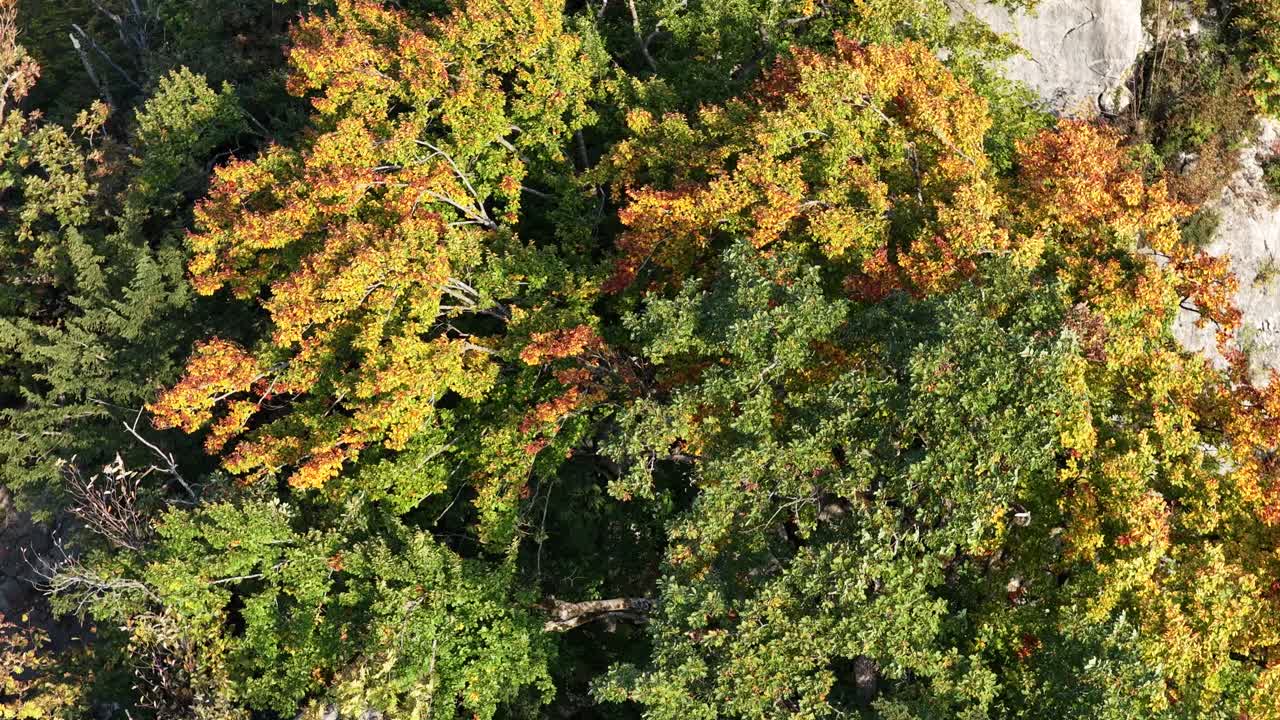 Top-down drone view of lush green and autumn-colored trees over rocky terrain, capturing natural forest textures