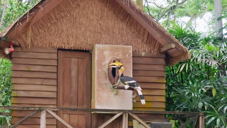 Gran-Cálao-Durante-Una-Presentación-En-El-Zoológico