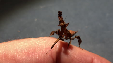 an exotic praying mantis from south of asia moves on someone’s hand