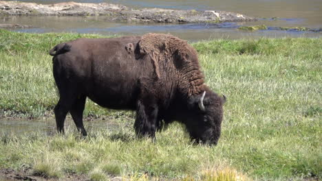 large bison with prominent horns grasses by a river