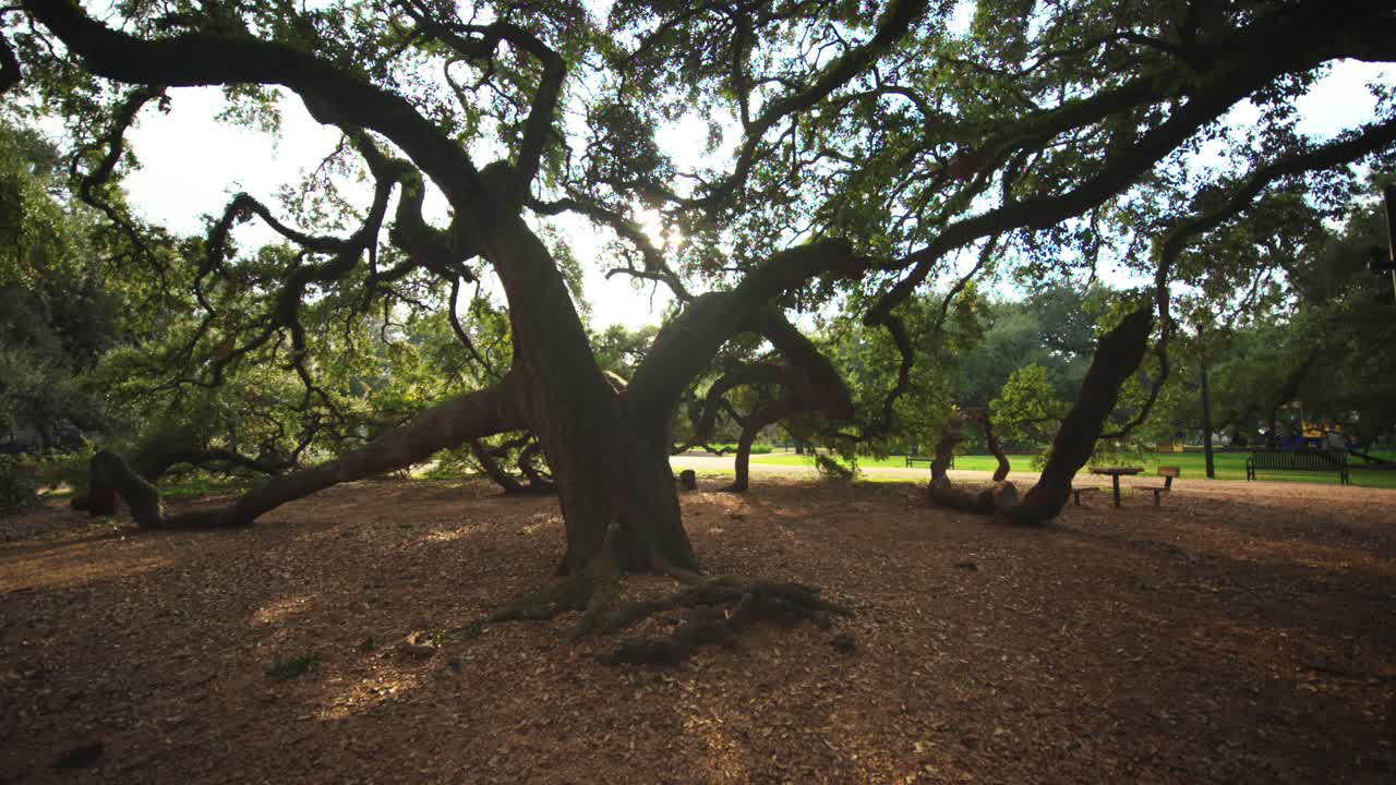 공원 에 있는 큰 오크 나무 들