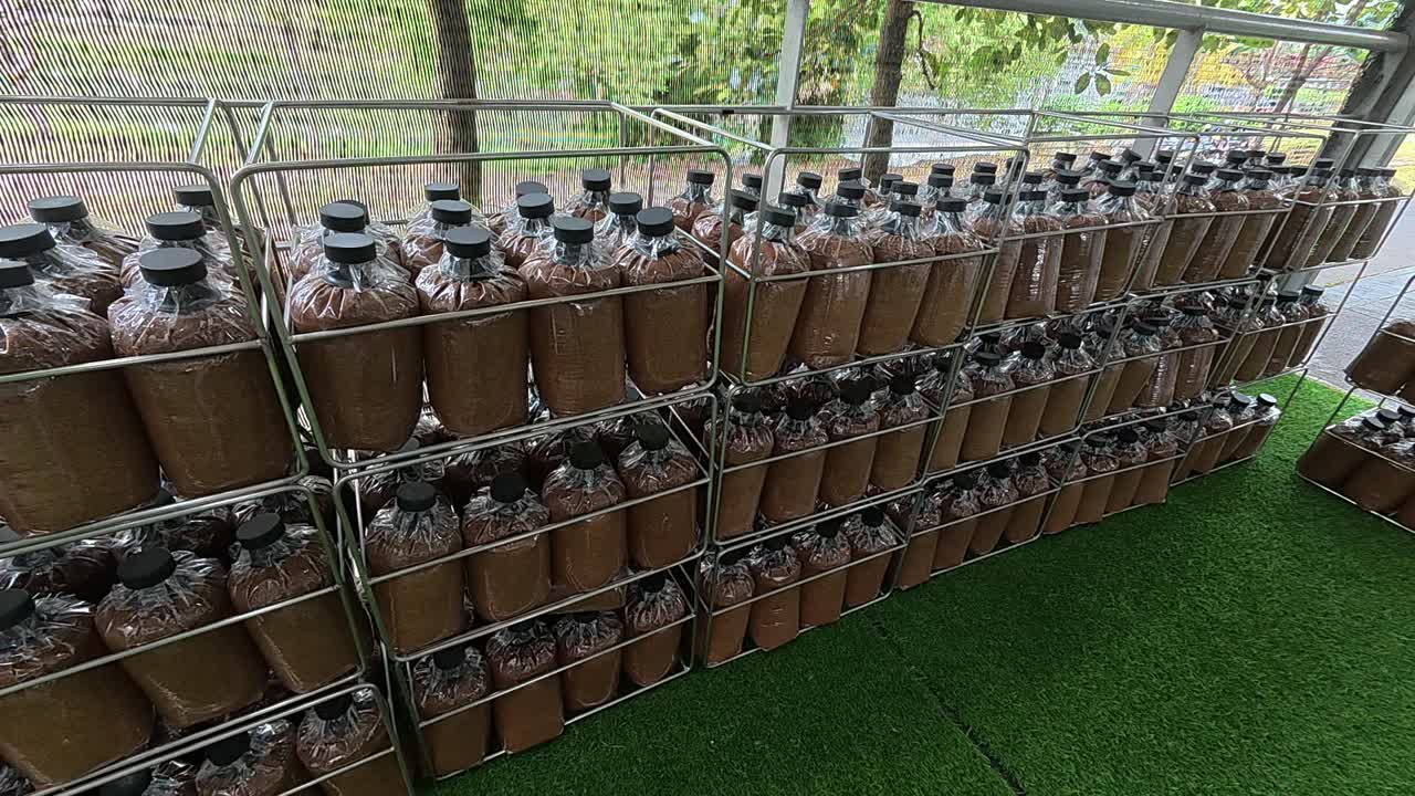 A mushroom block prepared with fertilizer and nutrients. This mixture ensures the fungi's healthy and proper growth