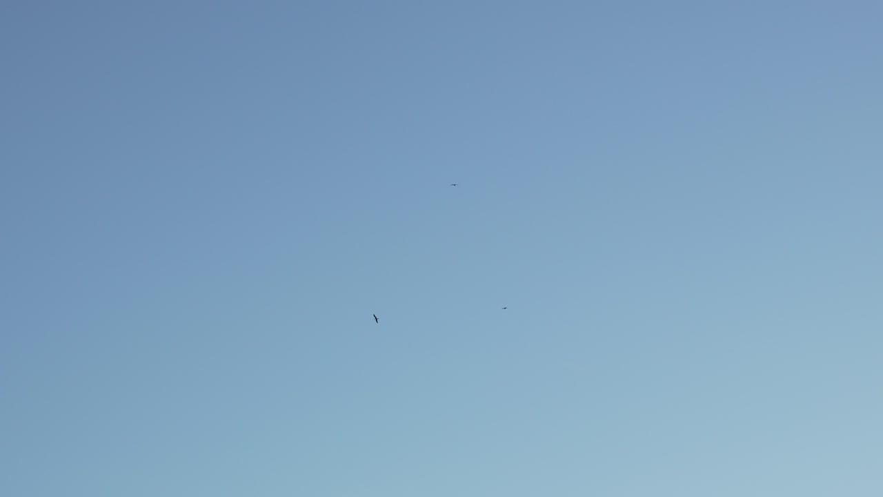 Vulture wild birds fly over clear blue skyline in South America