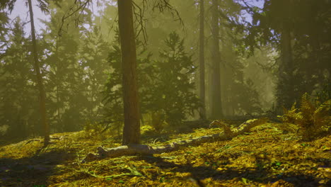sunlight filters through trees in a tranquil forest setting during morning