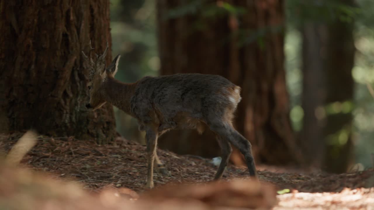 Tomada de acompanhamento de corças passeando casualmente pela floresta de sequoias