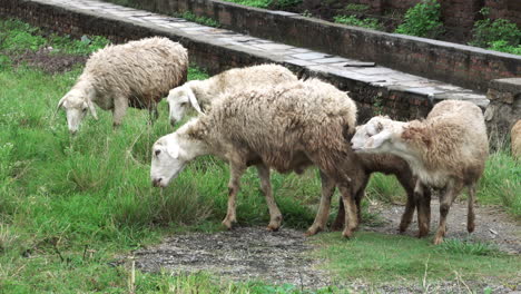 ovejas mojadas y sucias pastando en la hierba
