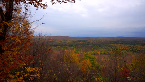 Still-shot-on-top-of-a-maple-tree-mountain-with-leaf-in-the-wind